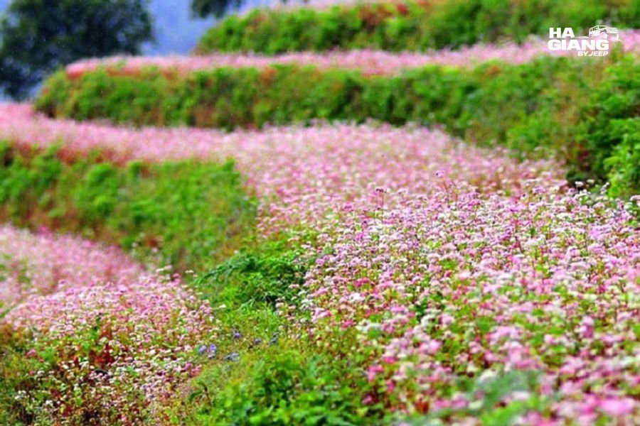 Buckwheat field in Ha Giang showing white and pink flowers blooming at different stages