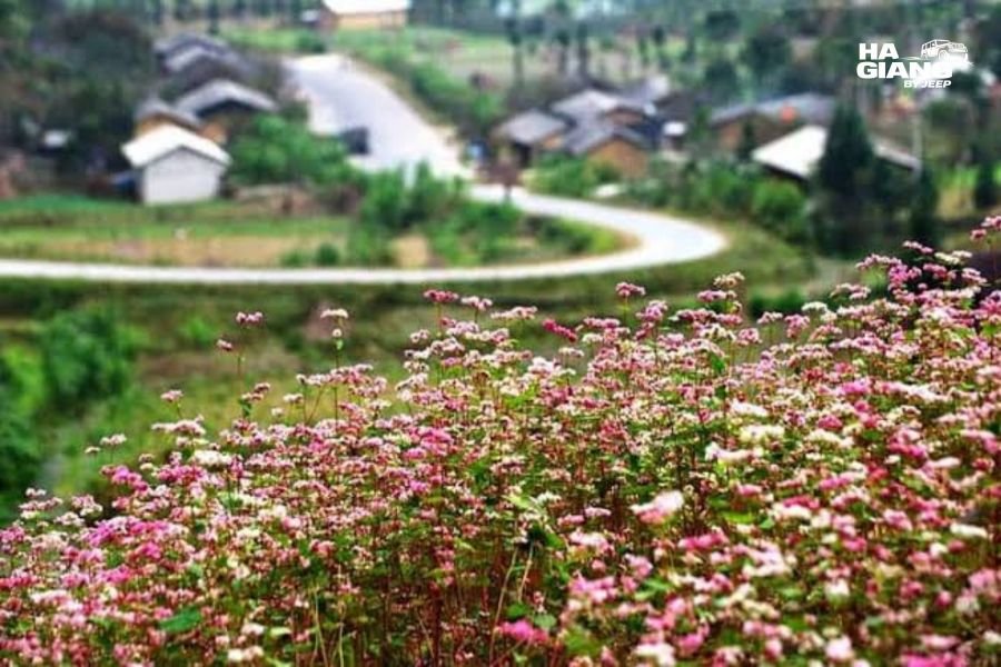 Buckwheat fields around Lung Cam village in the Sung La valley, Ha Giang