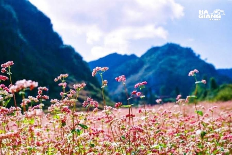 Buckwheat fields in the Sa Phin valley near the Vuong Family Palace, Ha Giang