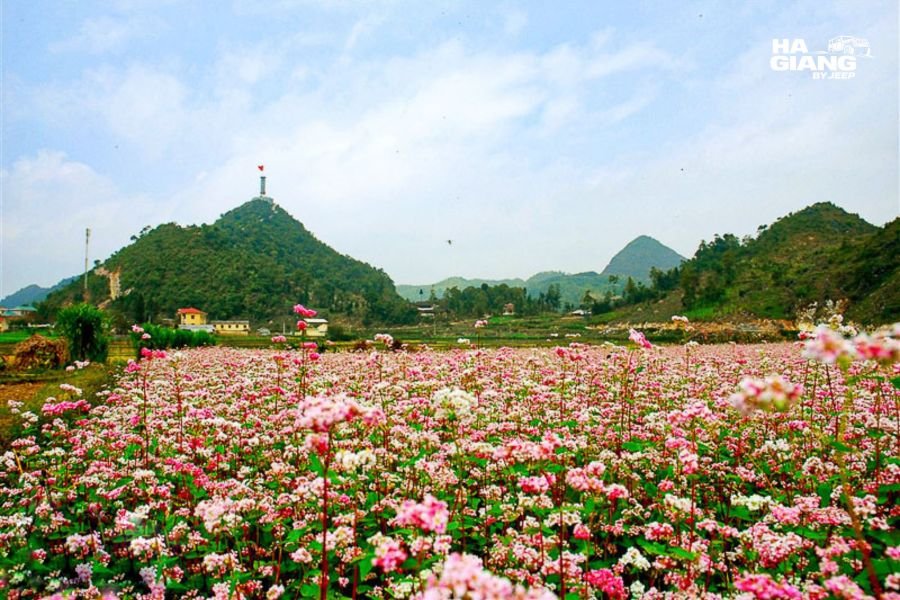 Buckwheat flower fields below Lung Cu Flag Tower in northern Ha Giang