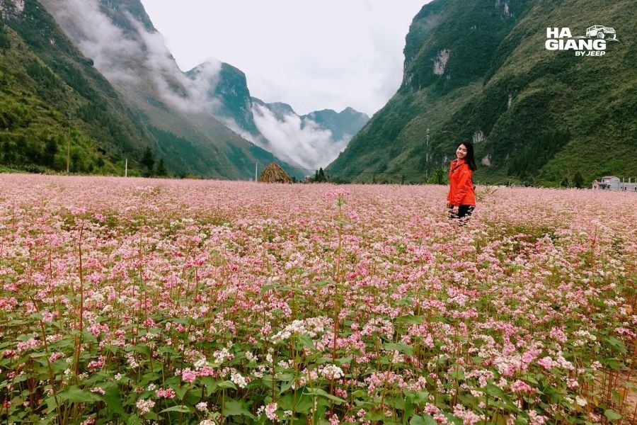 Buckwheat flowers along the road at Thach Son Than in Quan Ba, Ha Giang
