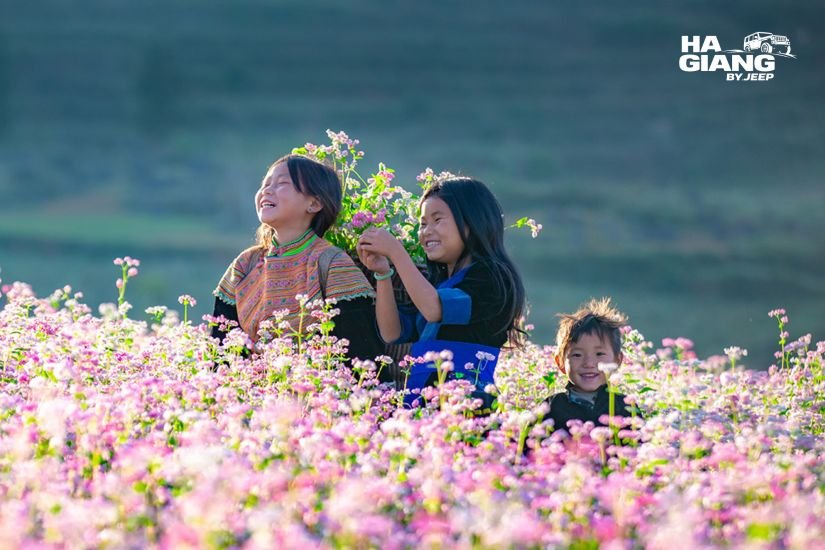 Buckwheat flowers beginning to bloom on the Dong Van plateau in late October