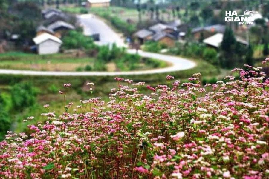 Buckwheat flowers blooming in Sung La Valley in Ha Giang