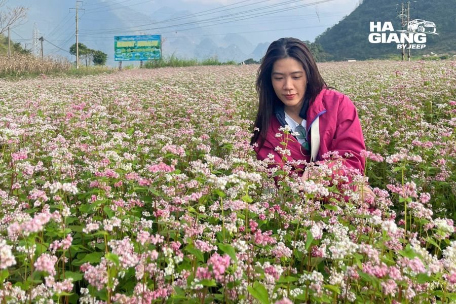 Buckwheat flowers blooming in fields near Lo Lo Chai Village in autumn