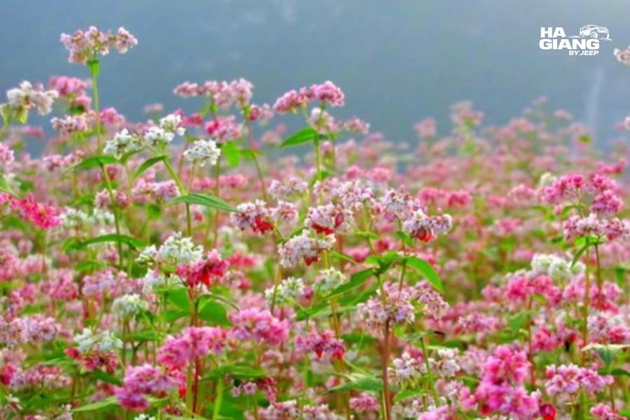 Close up of buckwheat flowers with white petals turning pink, Ha Giang