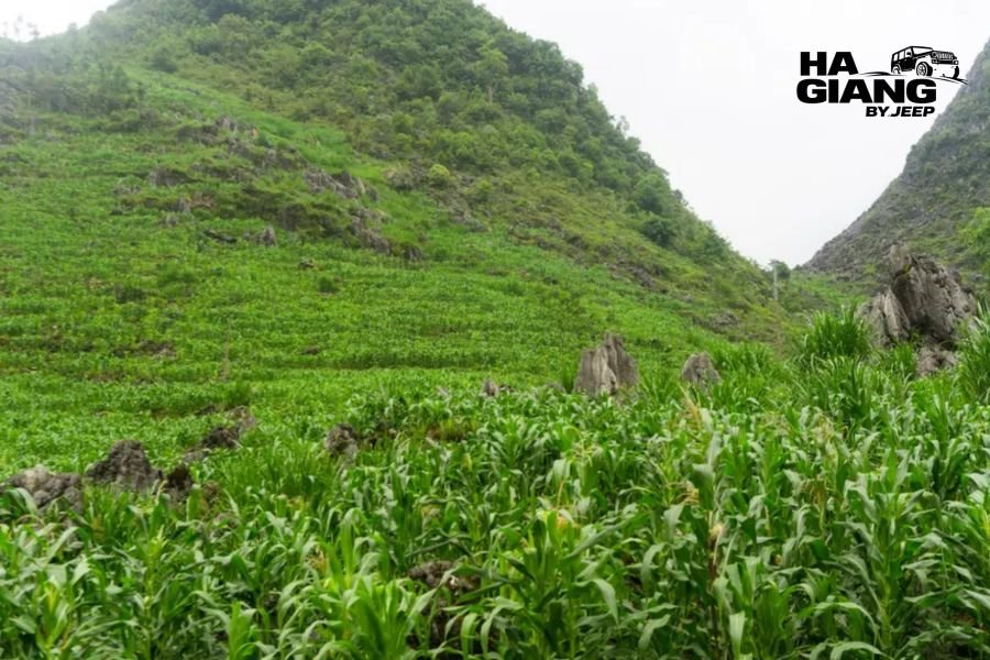 Corn terraces beside the climbing road of Tham Ma Pass
