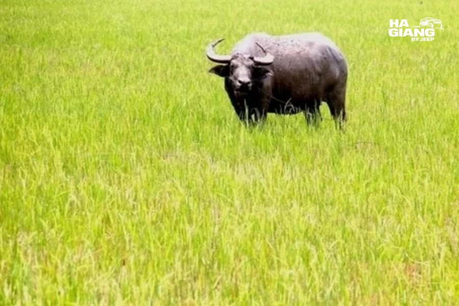 Farmer and buffalo in the fields around Du Gia