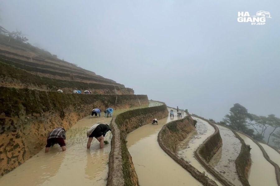 Farmers harvesting ripe rice by hand on the terraces of Hoang Su Phi, Ha Giang