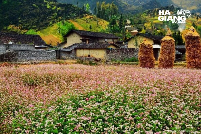 Flower fields and stone houses at Sung La valley in Ha Giang