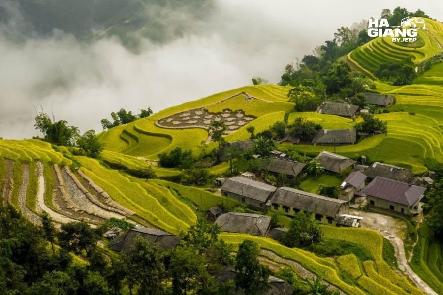 Golden rice terraces at harvest time in Hoang Su Phi, Ha Giang province