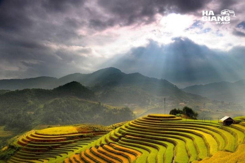 Golden rice terraces during the October harvest in Ha Giang