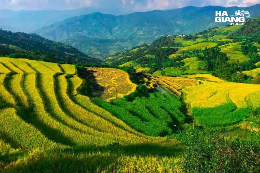 Golden rice terraces framing the road into Trung Khanh district