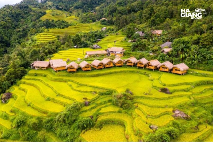 Golden terraces at sunrise in Hoang Su Phi during Ha Giang rice terrace season