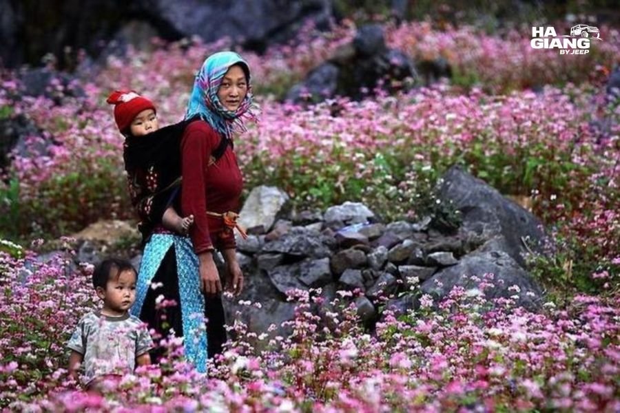 Hmong farmer working in a buckwheat field on the Dong Van Karst Plateau, Ha Giang