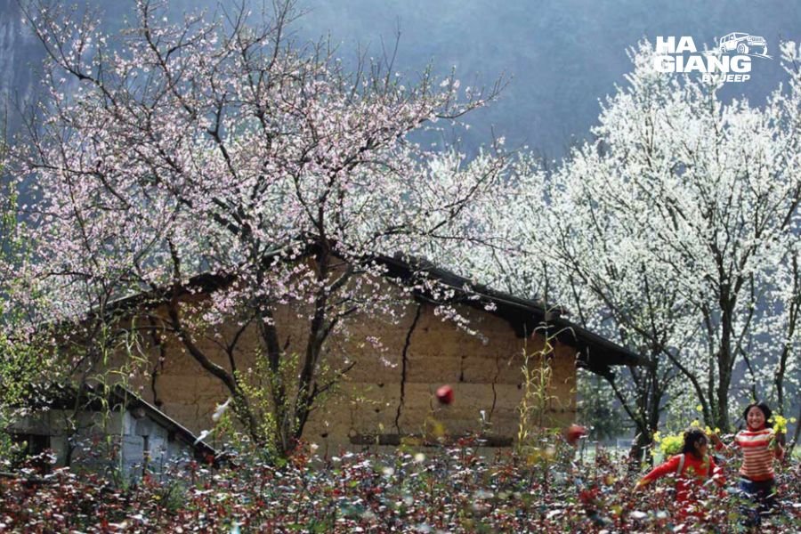 Late pear blossom against fresh green in Ha Giang in spring