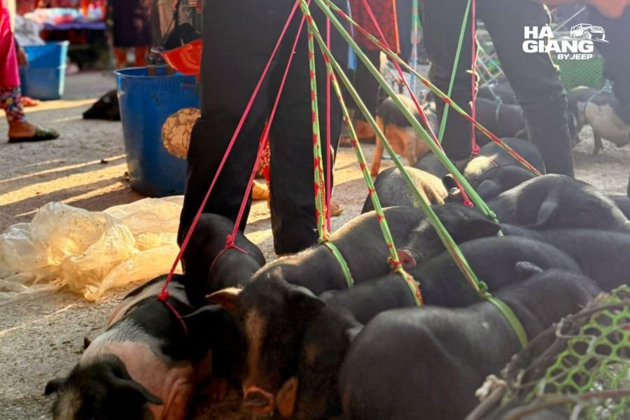 Livestock traders at the Sunday cattle market in Meo Vac, Ha Giang
