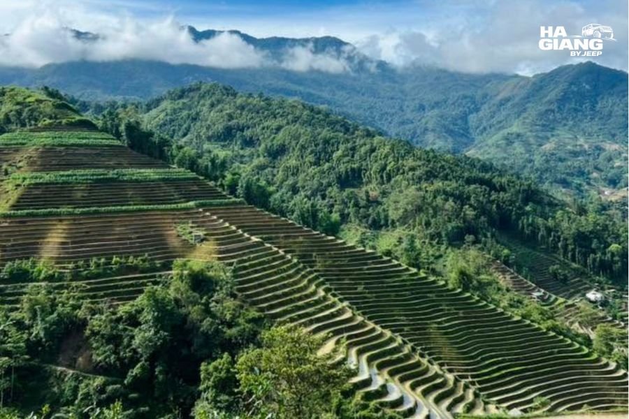 Narrow mountain road climbing toward Hoang Su Phi with terraced hillsides on both sides