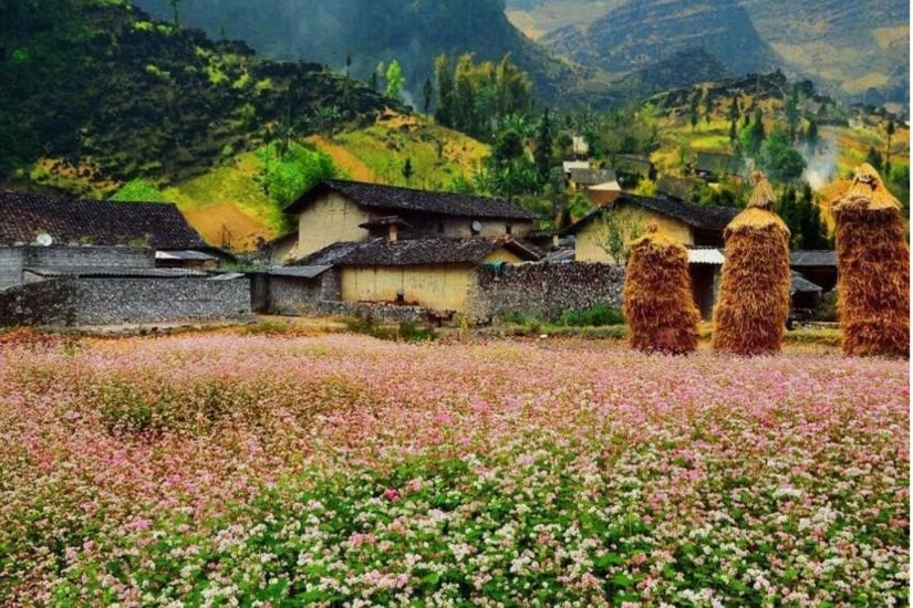 Old stone house and flower garden in Sung La Valley, Ha Giang