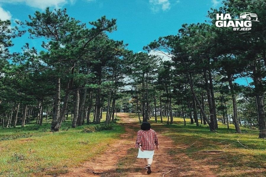 Pine forest road near Yen Minh on the Dong Van Karst Plateau