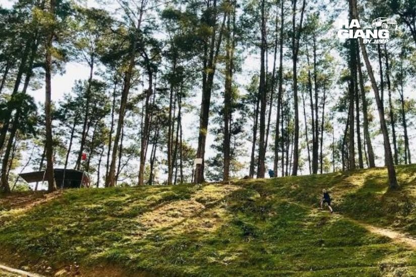 Pine forest road through Yen Minh on the Ha Giang Loop route