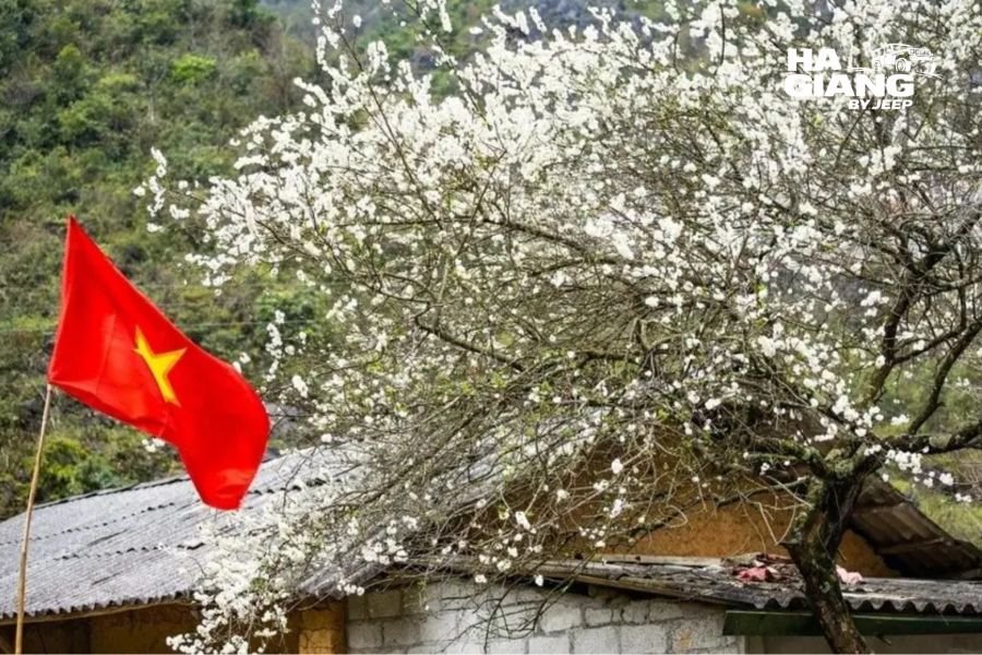 Plum blossom outside a stone house on the Dong Van plateau in February