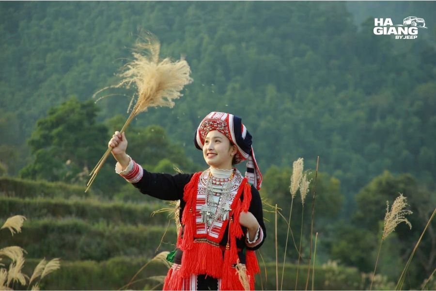 Red Dao woman in traditional dress harvesting rice in the terraced fields