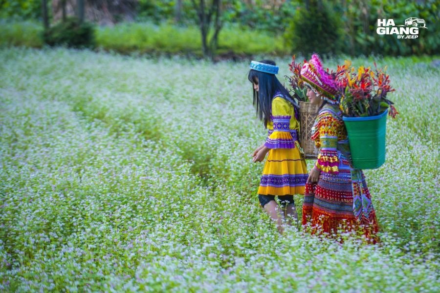 Roadside buckwheat flowers on Ma Pi Leng Pass above the Nho Que canyon, Ha Giang