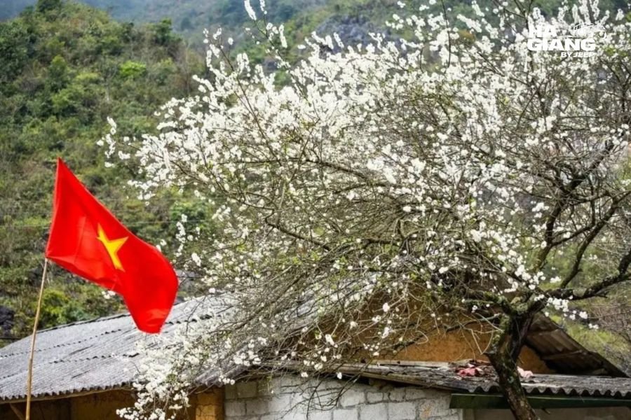 Spring blossom and terraced fields in Sung La Valley