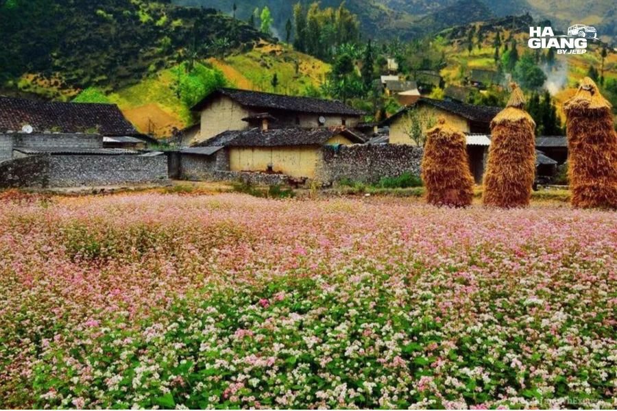 Stone houses in Pho Bang with buckwheat flowers in bloom, Ha Giang