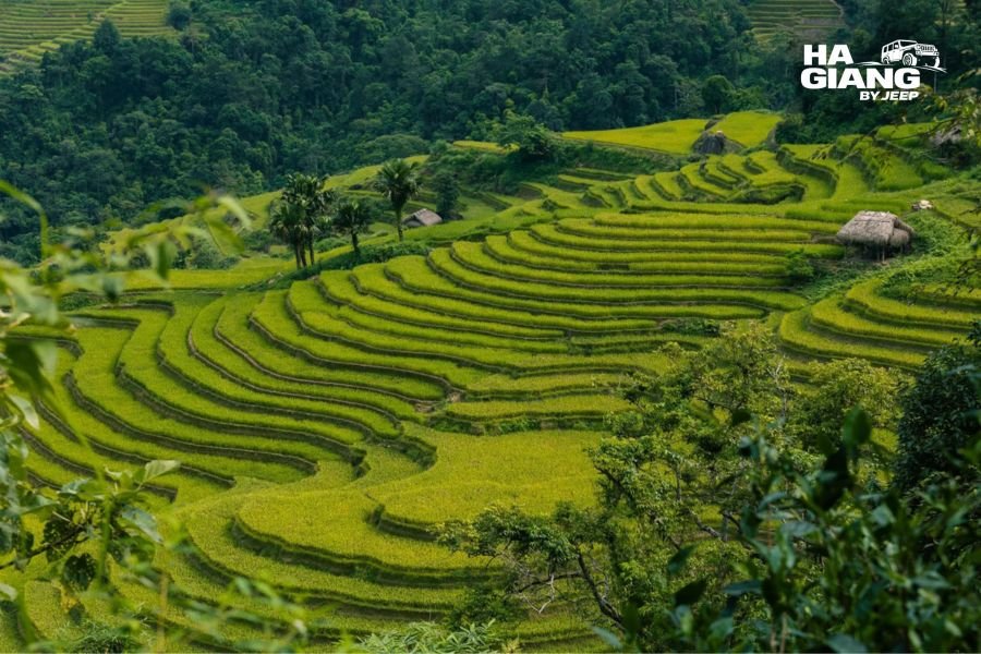 Terraced fields greening in Ha Giang in spring