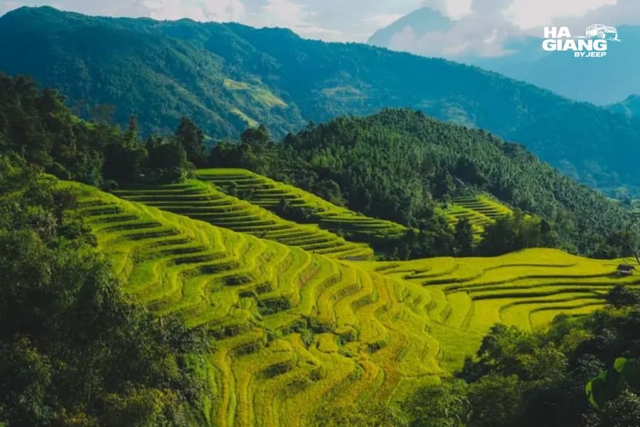 Terraced fields turning gold near Du Gia on the Ha Giang Loop