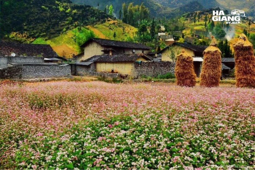 Thick walled adobe houses in Sung La valley near Pho Bang on the Dong Van Karst Plateau