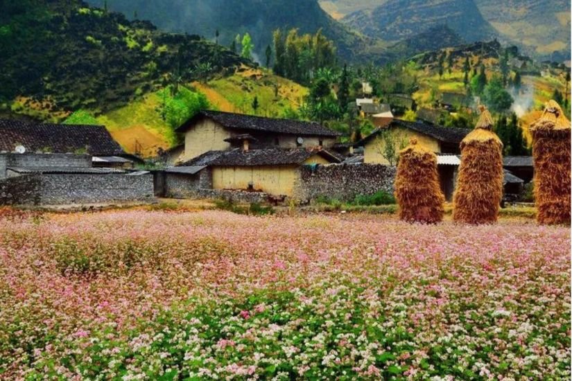 Traditional adobe houses and flower fields in Sung La valley near Pho Bang