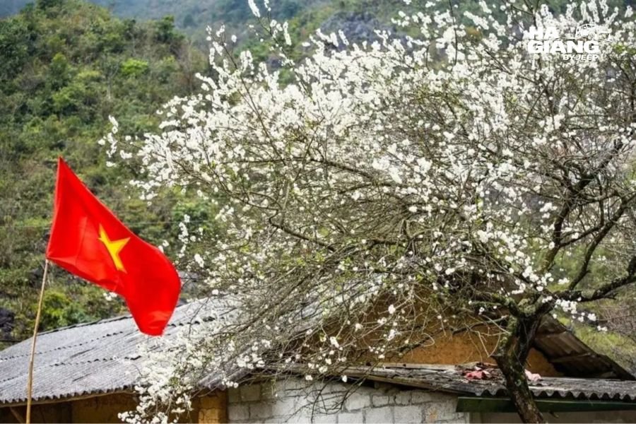 White plum blossom beside a stone walled Hmong house in Pho Bang village, Ha Giang