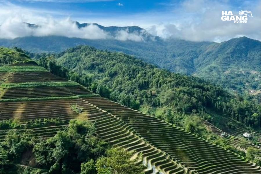 Wide amphitheatre of rice terraces at Nam Ty in Hoang Su Phi, Ha Giang