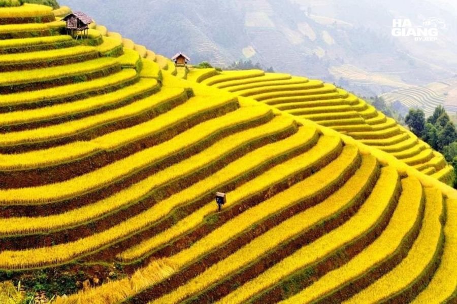 Wide amphitheatre of terraced fields wrapping a valley near Ban Luoc