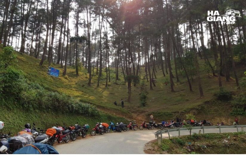 Winding road through pine forest near Yen Minh on the way to Dong Van
