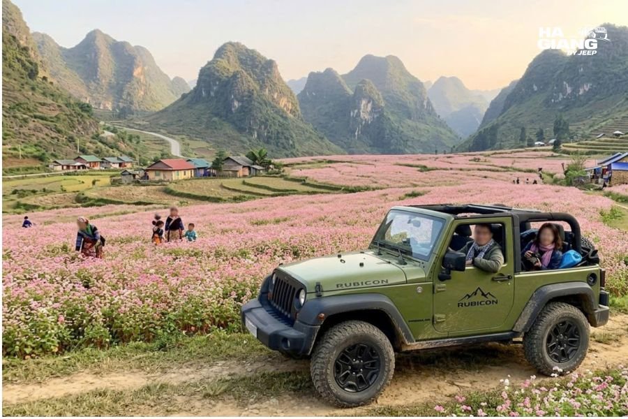 Jeep parked beside a pink field during Ha Giang buckwheat flower season in the Sung La valley