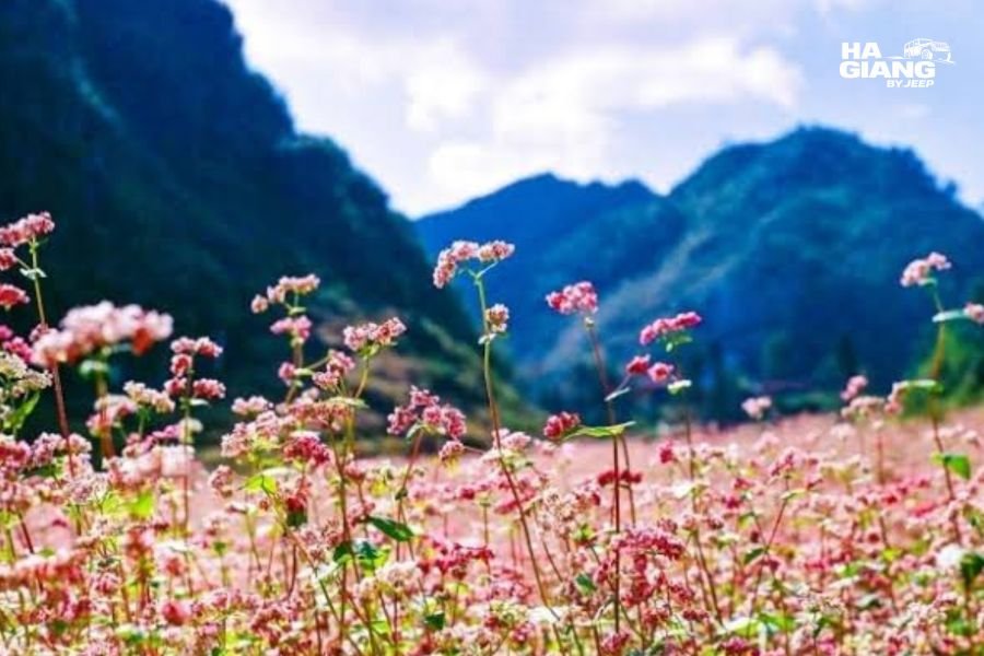 Buckwheat flowers in bloom below limestone peaks on the Ha Giang Loop