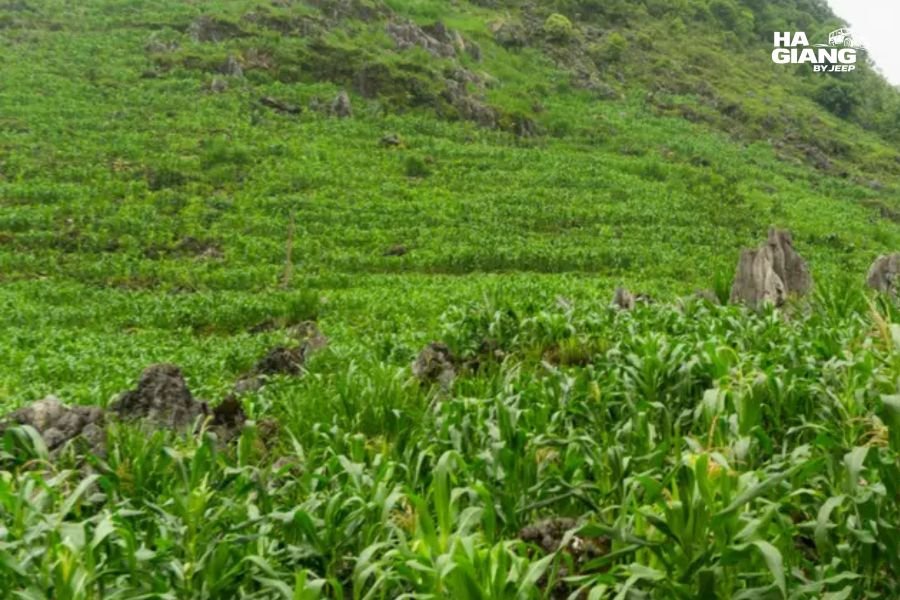 Maize planted in pockets of soil between limestone in Ha Giang