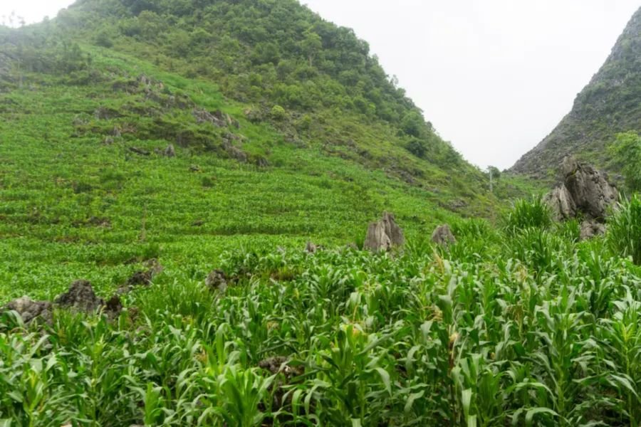 Maize planted in pockets of soil between limestone on the Dong Van plateau
