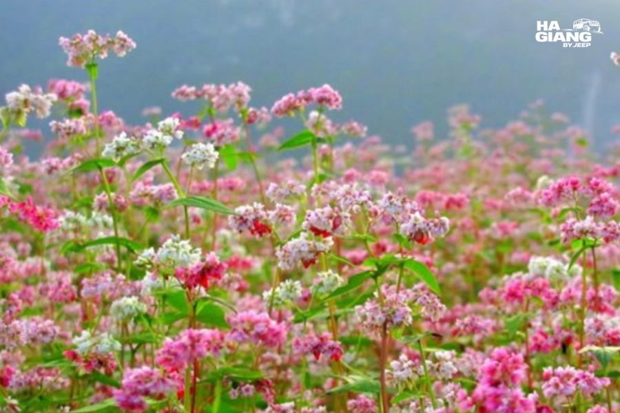 Buckwheat flowers on the Dong Van Karst Plateau in autumn