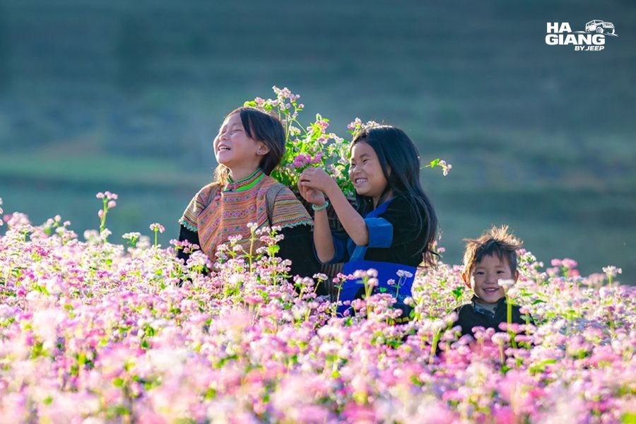 Buckwheat flowers on the Ha Giang plateau in autumn