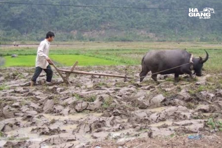 Farmers and buffalo working the rice fields in Phong Nam Valley, Cao Bang