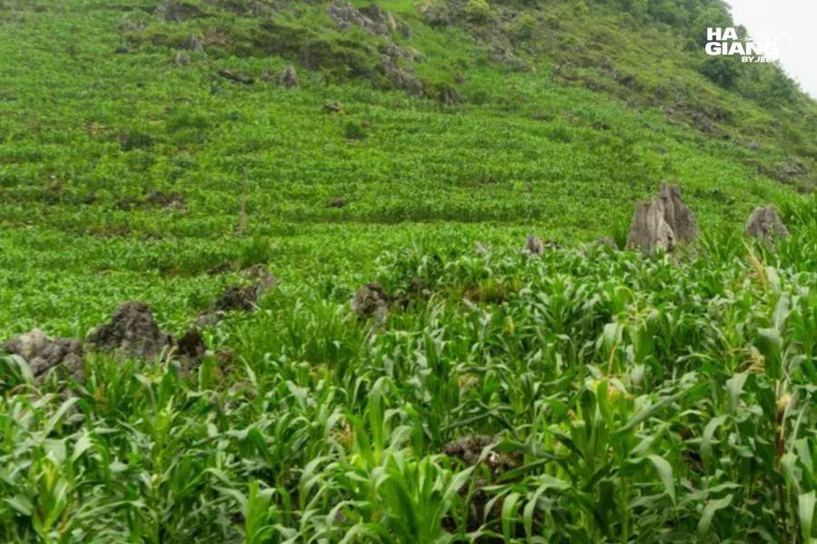 Maize fields in the valley below Chin Khoanh Pass in Ha Giang