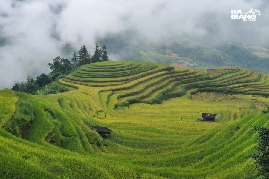 Rice terraces in the Ha Giang highlands