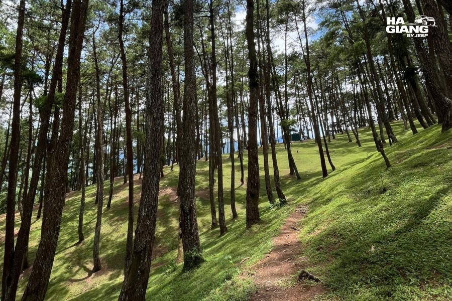 The pine forest road through Yen Minh on the Ha Giang Loop
