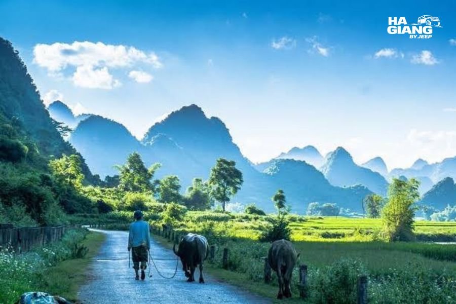 Walking path between rice fields in Phong Nam Valley near Ban Gioc in Cao Bang