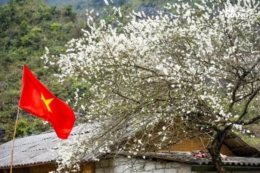 Plum blossom on the Ha Giang karst plateau in January: white flowers against grey limestone